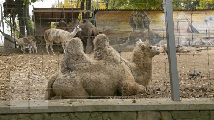 Зима близко: в кишиневском зоопарке утепляют вольеры для питомцев (ВИДЕО)