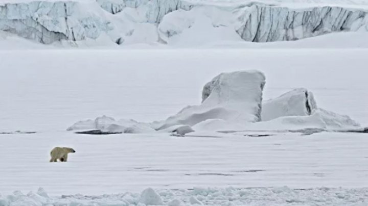 В Арктике наиболее опасны для туристов моржи, медведи и айсберги