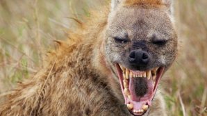 Шакалы в центре Молдовы: хищники напали на стадо домашних коз в селе Кэприяна