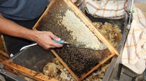 Жители Молдовы о работе правительства Санду: Чем они занимались, может собирали мед в ульи?!