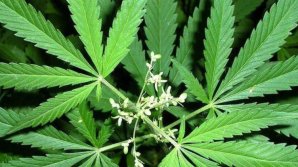 Двое жителей Кагула задержаны за наркоторговлю: какой срок им грозит