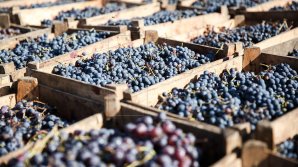 Несколько виноградарей обвиняют закупщика из Яловен в обмане: "Невыносимо осознавать, что мы остались ни с чем"