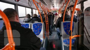 И голубь, и "заяц"? В столичном троллейбусе засняли необычного пассажира (ФОТО)