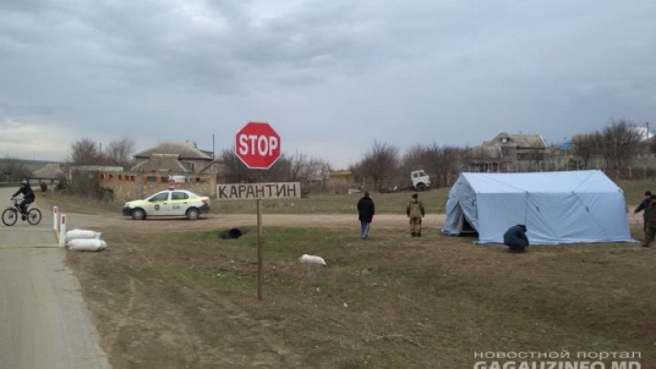 45 дней "под колпаком": в Комрате сняли карантин, объявленный из-за очага африканской чумы свиней