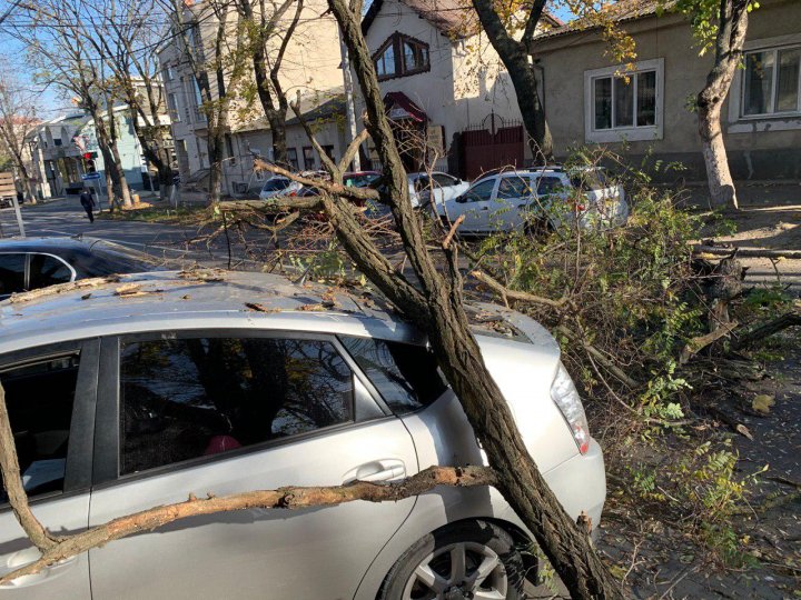 В центре столицы огромная ветка упала на автомобиль (ФОТО/ВИДЕО)