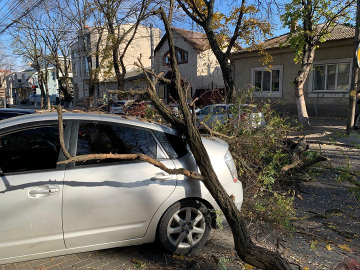 В центре столицы огромная ветка упала на автомобиль (ФОТО/ВИДЕО)