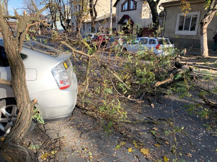 В центре столицы огромная ветка упала на автомобиль (ФОТО/ВИДЕО)