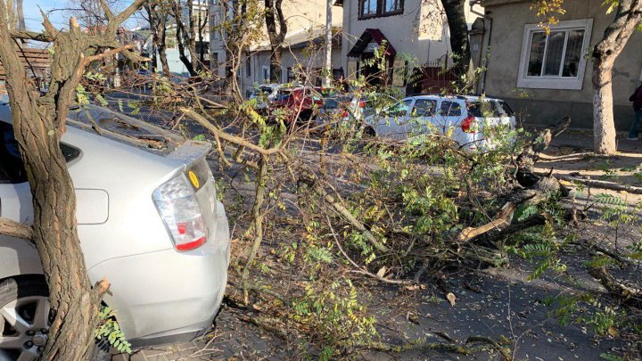 В центре столицы огромная ветка упала на автомобиль (ФОТО/ВИДЕО)