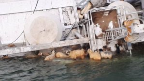 Затонувший недалеко от Румынии корабль может стать источником сибирской язвы в Чёрном море