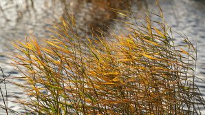 Синоптики объявили жёлтый код метеоопасности из-за сильного ветра. Затем в Молдову придёт весна