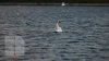 В разгар зимы на озере в парке "Валя морилор" заметили лебедя (ФОТО)