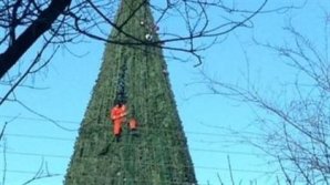 «Спайдермен» из Штефан-Водэ: мужчина решил проверить сверхсилу, взобравшись на ель (ВИДЕО)