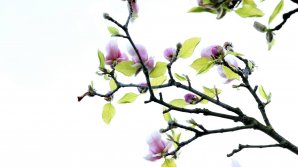 В Ботаническом саду распускаются цветы на деревьях (ВИДЕО)