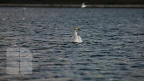 В разгар зимы на озере в парке "Валя морилор" заметили лебедя (ФОТО)
