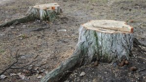 Лес рубят, щепки летят: в Дондюшанском районе инспекторы обнаружили 400 пней