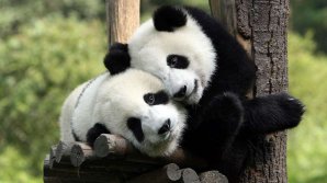Детеныши панды произвели фурор в маленьком городке Китая