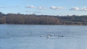 Десятки лебедей и диких уток остались зимовать на Днестре (ВИДЕО)