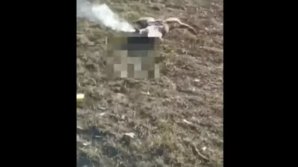 Детская жестокость: в столице взорвали петардой мертвую кошку (ВИДЕО)