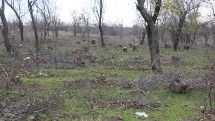 В селе на юге Молдовы тайком срубили почти 300 здоровых деревьев 