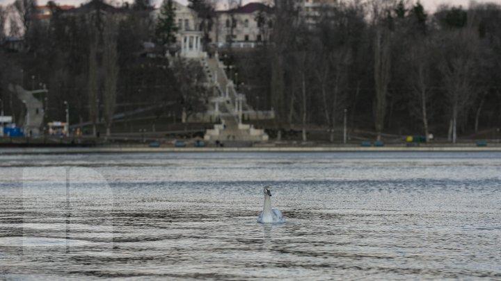 В разгар зимы на озере в парке "Валя морилор" заметили лебедя (ФОТО)