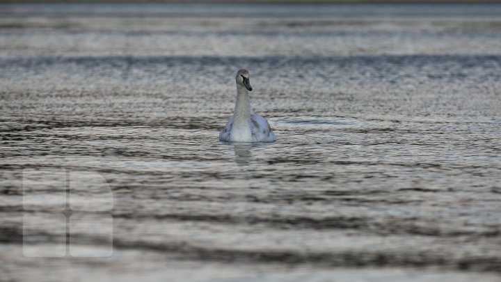 В разгар зимы на озере в парке "Валя морилор" заметили лебедя (ФОТО)