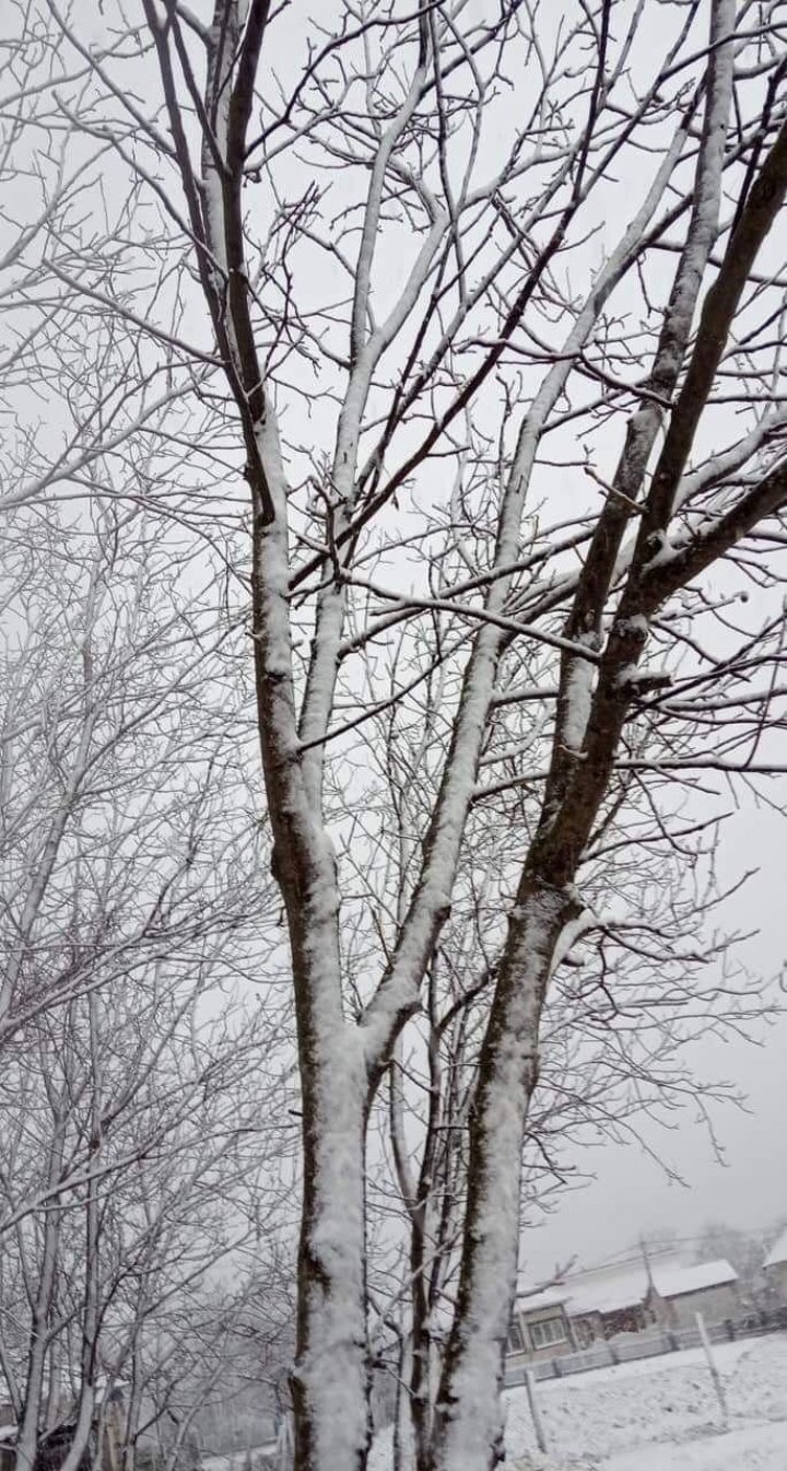 На севере Молдовы выпал снег: Бричаны накрыло белым покрывалом (ФОТО)