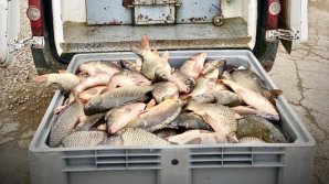 На Центральном рынке перехватили 500 килограммов потенциально опасной рыбы 