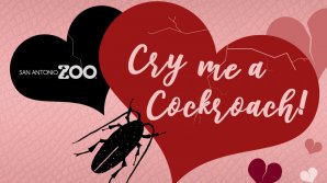 Как расквитаться с бывшими возлюбленными: необычное предложение администрации зоопарка в Техасе