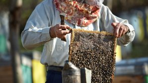 Этой весной в Молдове может подорожать на 10% майский мед 
