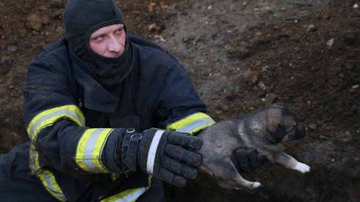 Семерых щенков достали живыми и невредимыми из-под земли в столице (ВИДЕО)