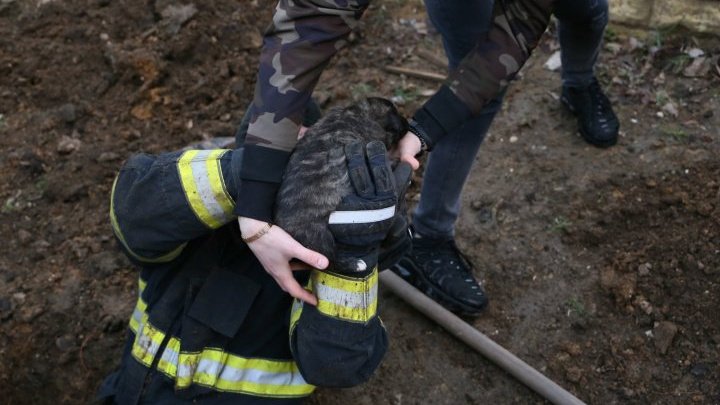 Семерых щенков достали живыми и невредимыми из-под земли в столице (ВИДЕО)