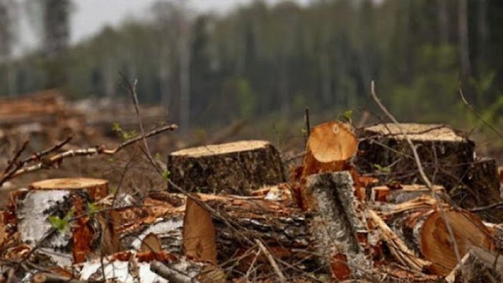 В столичном парке "Валя Морилор" незаконно срубили 11 акаций