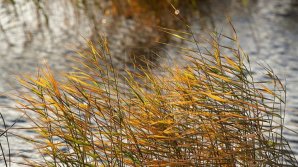 Будет ветрено: объявлен ОРАНЖЕВЫЙ код