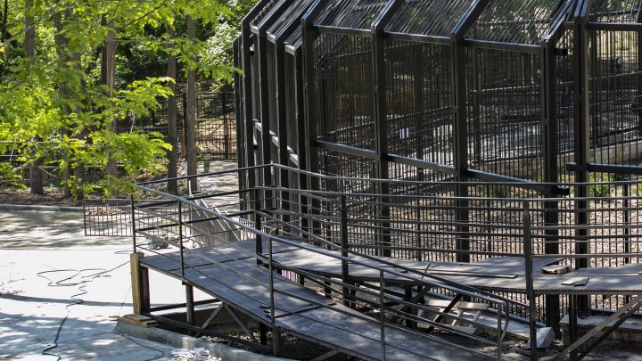 Волки, медведи и сурикаты переезжают: завершается модернизация Кишиневского зоопарка (ФОТОРЕПОРТАЖ)