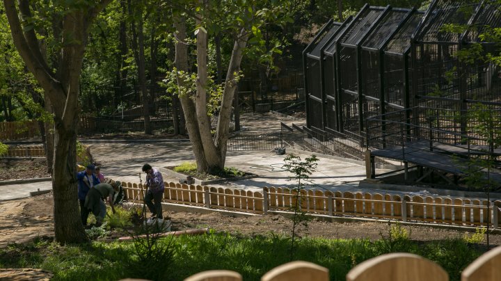 Волки, медведи и сурикаты переезжают: завершается модернизация Кишиневского зоопарка (ФОТОРЕПОРТАЖ)