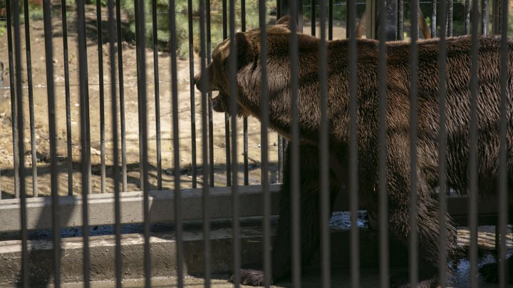 Волки, медведи и сурикаты переезжают: завершается модернизация Кишиневского зоопарка (ФОТОРЕПОРТАЖ)
