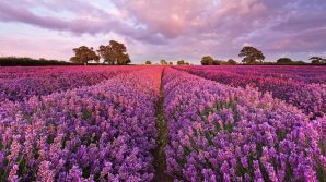 Словно саранча: в Молдове лавандовое поле наводнили "полчища" людей (ВИДЕО)