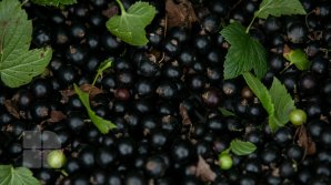 Вложили деньги в свое дело: Супруги из села Трифешты выращивают чёрную смородину и крыжовник