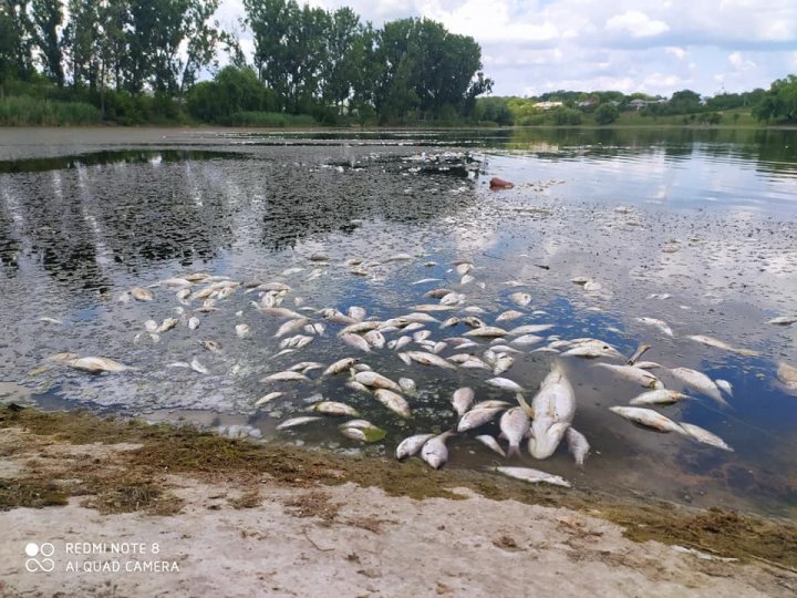 Экологическая катастрофа в реке Куболта: к берегам прибило сотни килограммов мертвой рыбы (ФОТО)