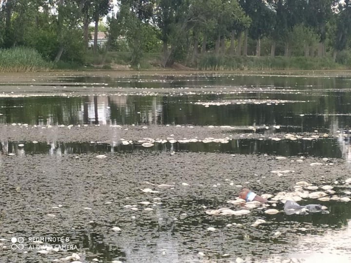 Экологическая катастрофа в реке Куболта: к берегам прибило сотни килограммов мертвой рыбы (ФОТО)