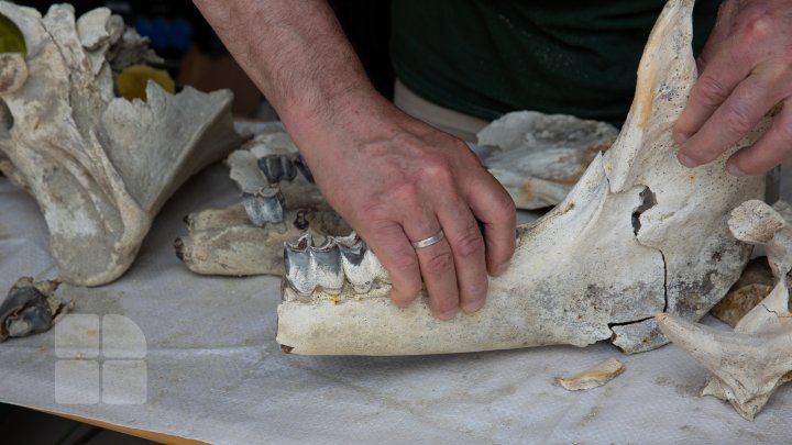 В Каларашском районе обнаружили останки доисторических носорогов (ФОТО)