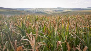 Программу возмещения НДС пострадавшим от засухи и града фермерам предлагают продлить