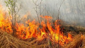 Лесные пожары угрожают двум пригородам Афин