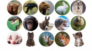 Хитрая лиса, благородный орел, преданный пес и упрямый бык: кто есть кто в политической фауне Молдовы