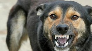 В столице стая бродячих собак напала на восьмилетнюю девочку