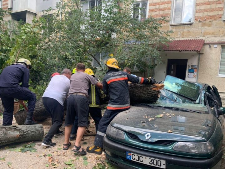 Желтый код в действии: в столице дерево упало на машину (ФОТО)