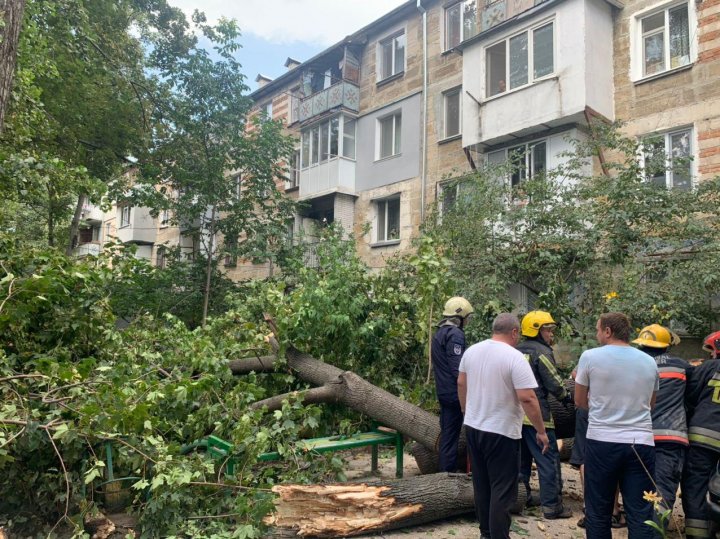 Желтый код в действии: в столице дерево упало на машину (ФОТО)