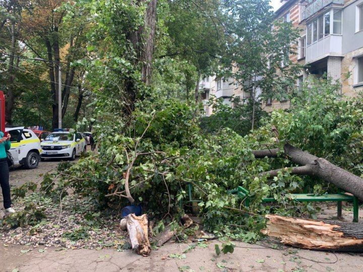 Желтый код в действии: в столице дерево упало на машину (ФОТО)