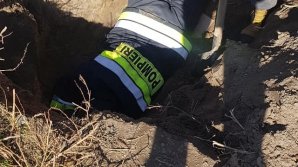 На Ботанике спасли погребенных заживо щенков (ВИДЕО)