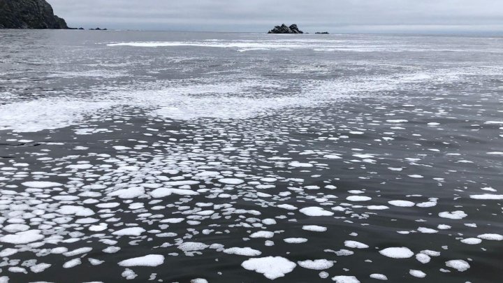 Greenpeace сообщила о пятнах неизвестного происхождения в водах на Камчатке (ФОТО)